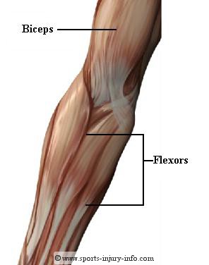 Elbow Anatomy - Sports Injury Info