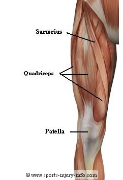 Muscles In Knee