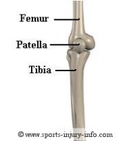 Knee Anatomy - Sports Injury Info