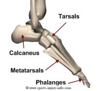 Ankle Anatomy - Sports Injury Info